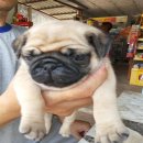 ลูกปั๊กอ้วนๆ เด็กหญิง ตัวสุดท้ายแล้วครับ