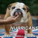 ***[รับผสม]***เฮอร์ริเคน พ่อพันธ์ bulldog แชมป์เปี้ยนนำเข้าจาก Hungary