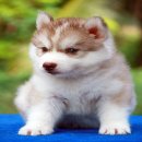 พ่อแม่พันธุ์ไซบีเรียน 1 คู่ ราคา 13000 บาทเท่านั้น