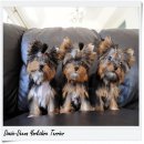 Doozie-Deeva's Yorkies... ขาย Teacup Yorkshire Puppies Available Now! 