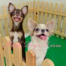 LITTLE DOG'S FARM : ชิวาวาขนยาวสีชอคโกแลต&แฟนซี วัคซีนครบ พร้อมใบเพ็ดฯค่ะ