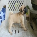 บูบี้ " ปั๊กสวยๆ(มีจัดส่ง)