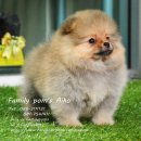 ขายPom เพศเมีย อายุ2เดือน หน้ารักมาก สนใจ inbox สอบถามได้ Line id:familypoms