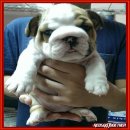 @จองแล้วค่ะ@ลูกบลูด็อกเพศเมีย อายุ 45วัน พ่อแชมป์ มีใบเพดดีกรีรับรองสายพันธุ์ 