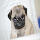 น้องจอมทัพ สุนัขพันธุ์ปั๊ก อายุ 50 กว่าวัน พร้อมรับ 20-09-57 นี้ ซน แสบ ซ่า อ้วน...