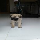 ปั๊กลูกไทยแชมป์