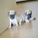 01 สุนัขพันธุ์ปั๊ก ผู้ แข็งแรงสุขภาพดี สีฟร้อน รับประกัน มีบริการส่ง