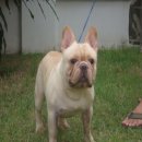 ลูก FRENCH BULLDOG สีครีม เพศผู้ มีเพ็ดฯสมาคม (ขายแล้วครับ)