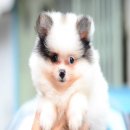 FYPOM KENNEL ขายน้อง Roborovski เพศชาย สีปาร์ตี้ ขนแน่น โครงสร้างดี มีใบเพ็ดดิกร...