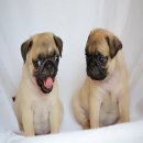 Pug เพศผู้พันธุ์แท้รับประกันสุขภาพมีบริการส่ง