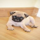 น้องนำโชคปั๊กเพศผู้รับประกันสุขภาพมีบริการส่ง