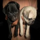 จองด่วน! ปั๊กดํา ผู้1 เมีย 1