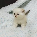 แมวสก็อตติช โฟลด์ (Scottish Fold) มีใบเพ็ด พร้อมวัคซีนรวม+ถ่ายพยาธิ+Revolution ป...