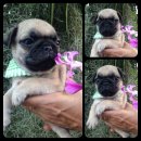 น้องปั๊ก ผู้-เมีย 5000-5500 สนใจติดต่อ 0910670793