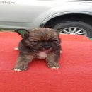 น้องเงินล้าน ชิวาวาเศพผู้ อายุ27วัน