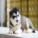 ไซบีเรียนฮัสกี้ เกรดดีเน้นคุณภาพขนแน่นกะโหลกใหญ่ allbest kennel