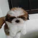 ขาย ลูกสุนัขชิสุห์ ทอย เพศผู้ 1 เพศเมีย 1 ตัว ราคา 3800 บาท