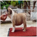 ขายลุก BULLDOG สวย สายเลือดแชมป์