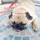 รับผสมน้องปั๊กราคากันเองจ้า ติดต่อ089-9928543