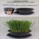 ชุดปลูกข้าวสาลี ชุดใหญ่ 4 ชุด ราคา 160 บาท (เฉลี่ยชุดละ 40 บาท) ...จัดส่งฟรี