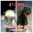 เปิดจอง ลูกปั๊๊ก จาก ขวัญถุง บ๊อก บ๊อก ฟาร์ม (ราชบุรี) 089-9164345