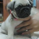 น้องปั๊กเพศผู้สวย ขาใหญ่ ริงล้นๆ ผิวหนังสะอาด