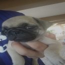 น้องปั๊กเพศผู้ สวย ราคาไม่แรงส่งฟรีค่ะ