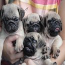 ขายลูกปั๊กชุดใหม่ อ้วนสั้น หน้าสวย หลานแชมป์