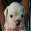 บูลด็อก(English Bulldog)  เพศผู้ อายุ 45วัน M2