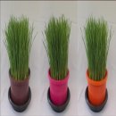 ชุดปลูกข้าวสาลี ชุดใหญ่ 4 ชุด ราคา 180 บาท(กระถางสี) เฉลี่ยชุดละ 45 บ....จัดส่งฟ...