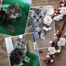 เปิดจองน้องแมว american shorthair