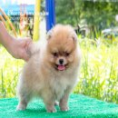 [FOR SALE]cheeze050G เพศเมีย สีส้ม ไซร์เล็ก น่ารักมากๆ หน้าหมีๆ