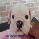 บูลด็อก(English Bulldog)  เพศผู้ อายุ 54วัน M1