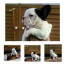 French Bulldog (เพ็ดเต็มใบ) บริการจัดส่ง
