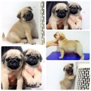 ลูกปั๊กเกรดพ่อพัน  ลูกอเมกันแชมป์ ทางนี้ครับ