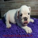 บูลด็อก(English Bulldog)น่ารัก เพศผู้ อายุ 2 เดือน M1