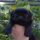 ปั๊กลูกไทยแชมป์สวยๆครับ สายเลือดดีเยี่ยม เพดเต็มใบ