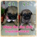 เปิดจอง ลูกปั๊๊ก จาก ขวัญถุง บ๊อก บ๊อก ฟาร์ม (ราชบุรี) 089-9164345