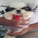 ขายชิสุ 