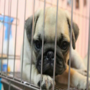 ปั๊ก ริงล้นๆ เลยครับ