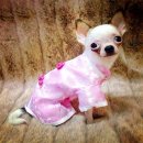 ชุดกี่เพ้าน้องหมาน้องแมวสีชมพู หวานแหววผ้าดีน่ารักมากๆ มีไซส์0,1,2 ราคาไม่แพงสอบ...