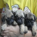 ขายลูกปั๊กชุดใหม่ อ้วนย่น หน้าสวยสายเลือดแชมป์