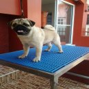 ขายพ่อปั๊กสายแชมป์ สนใจสอบถาม089-4361126