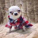 เสื้อเชิ๊ตตอนนี้มี3สี  มีไซส์0,1,2 ส่วนไซส์อื่นสนใจสั่งตัดได้จ้า  สนใจสั่งได้เลย...