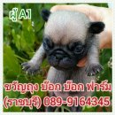 เปิดจอง ลูกปั๊๊ก ราคา 6500 บ.(ราชบุรี) 089-9164345