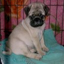 ปั๊กลูกไทยแชมป์ริ้งเกิ้ลล้นๆเพศผู้เพดดีกรีเต็มใบ*พิเศษช่วงนี้ครับ*