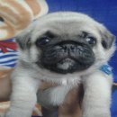 ปั๊ก ผู้ 2 เมีย 1 เชียงใหม่ ลูกน้องหน้อย