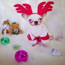 ฝากด้วยจ้าชุดแซนตี้สีแดงขาว น้องหมาน้องแมวสนใจสั่งได้เลยมีของพร้อมส่ง ราคาไม่แพง...