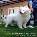 (รับบัตรเครคิต) สุนัขพันธุ์ Samoyed นำเข้า เกรดคุณภาพ ขนแน่นบึ้มๆ มีใบเพดดีกรี 