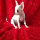 ชิวาวาไซส์เล็กเพศผู้ หัวโต สายไต้หวัน อายุ 3 เดือน